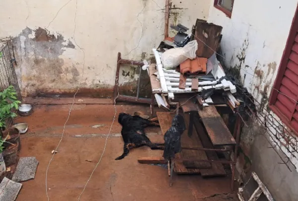 Cão é encontrado morto com suspeita de maus-tratos em Rio Preto