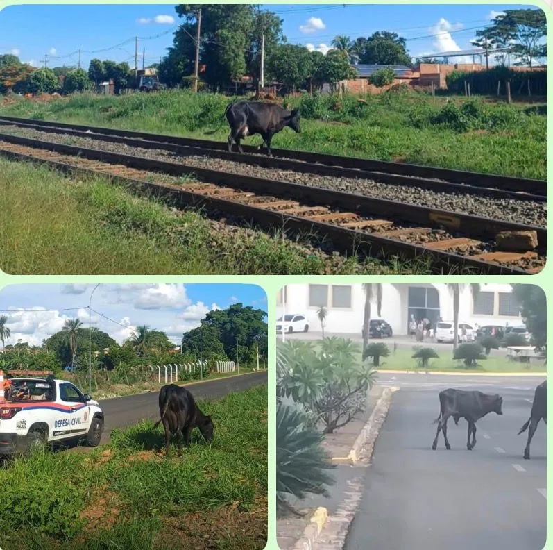 Gado solto em vias urbanas causa transtornos no trânsito em Fernandópolis