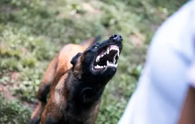 Cachorro é morto após ataque de cães soltos em Rio Preto
