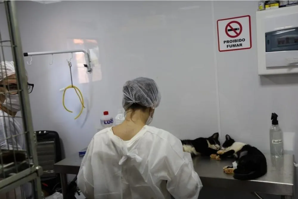 Castramóvel realiza 124 cirurgias e fortalece ações de bem-estar animal em Indiaporã