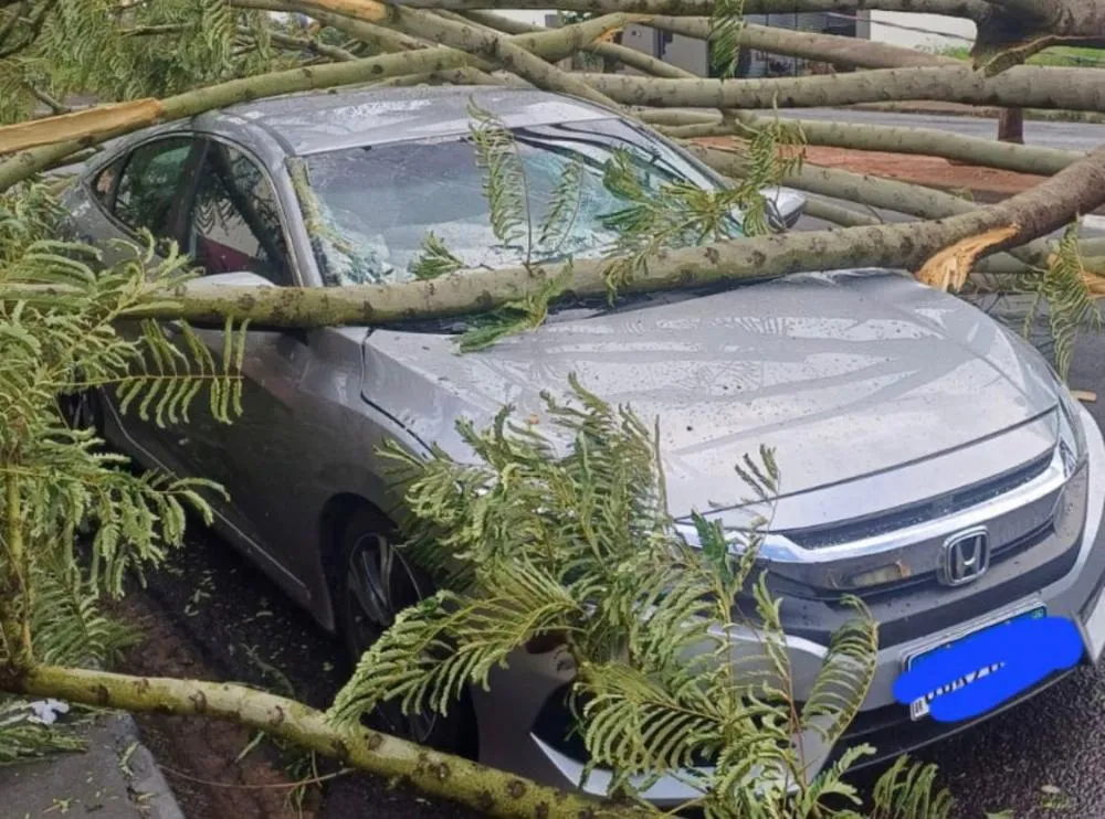 Chuva e ventos derrubam árvore sobre carro no Bairro Universitário