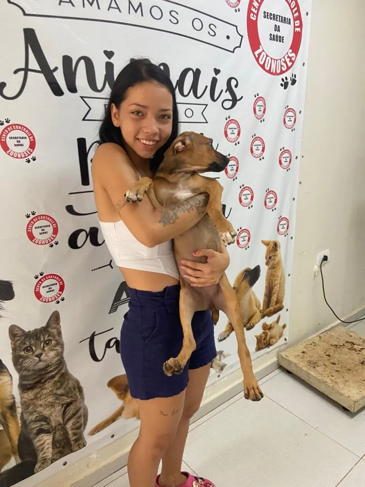 Cem animais foram vacinados contra a raiva neste final de semana 