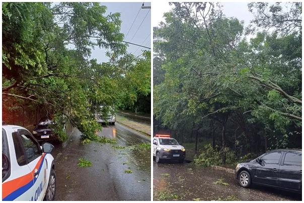 Queda de árvore interdita avenida em Fernandópolis por cerca de 40 minutos na tarde desta segunda-feira