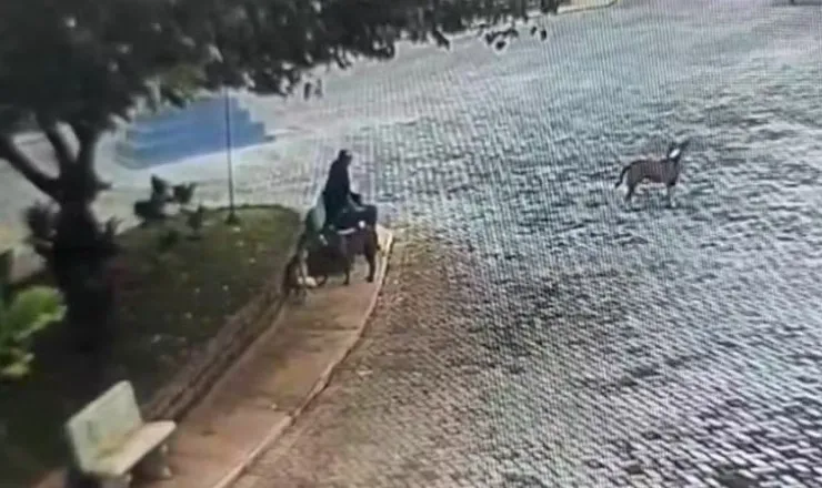 Homem suspeito de envenenar cães de rua é multado em R$ 21 mil pela Polícia Ambiental 