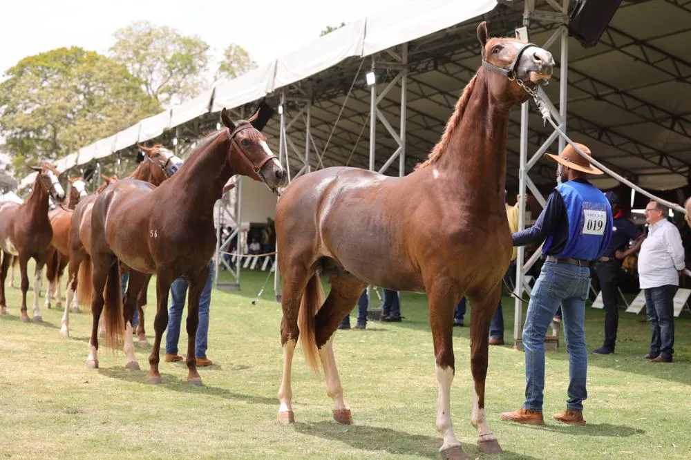 Visitantes da EXPO Rio Preto poderão vivenciar montaria em cavalos Mangalarga com passeios gratuitos