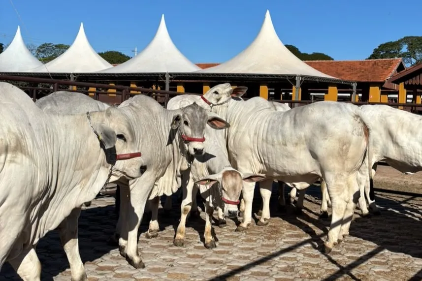 63ª EXPO Rio Preto recebe primeiros animais da raça Nelore para competições da Etapa Corte