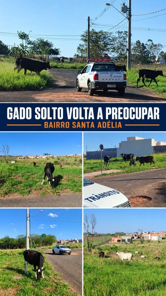 Gado solto volta a preocupar moradores do bairro Santa Adélia