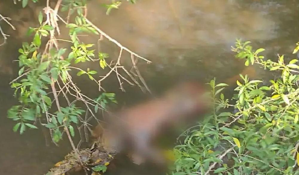 Pescadora encontra corpo boiando em córrego