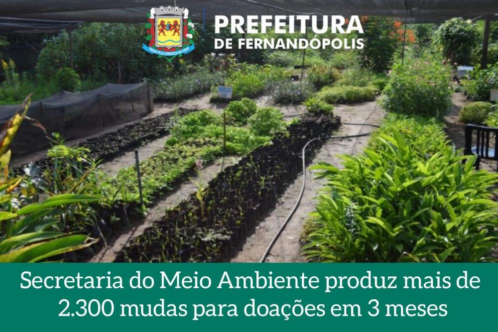 Em três meses, secretaria do Meio Ambiente produz mais de 2.300 mudas para doações 
