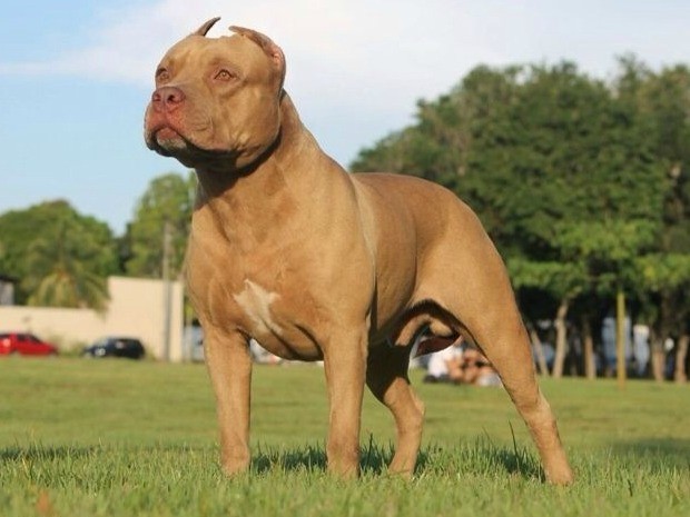 Criança de quatro anos é atacada por cachorro pit bull em Rio Preto
