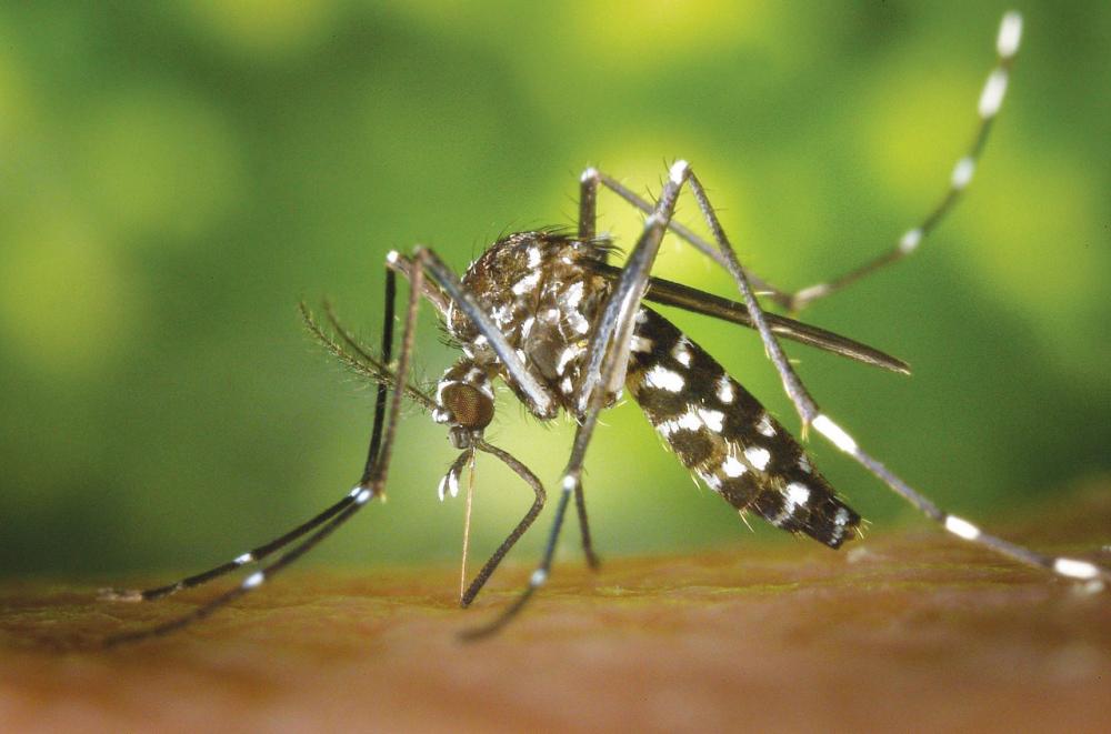 Rio Preto confirma primeiro caso de dengue rara